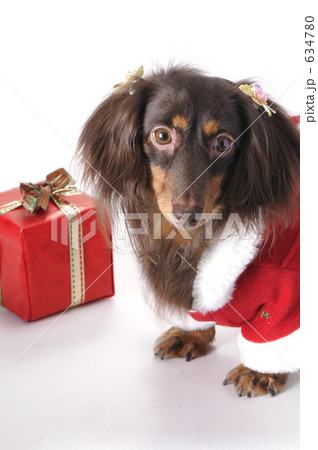 サンタ姿のミニチュアダックス サンタ姿のミニチュアダックス 634780