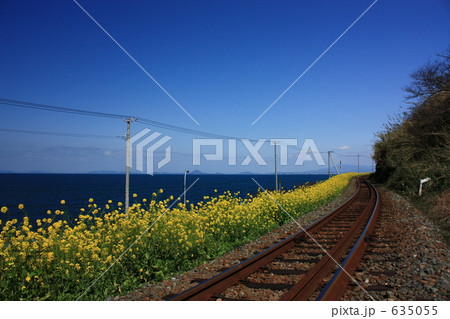 予讃線双海付近の菜の花畑と線路 635055