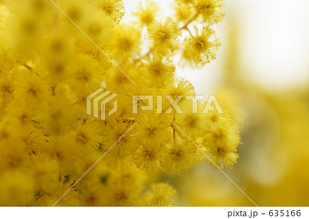 ギンヨウアカシアの花 ギンヨウアカシアの花 635166