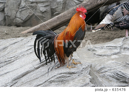 上野動物園の鶏 635476
