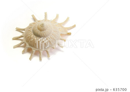 リンボウガイ 635700