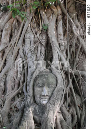 根に埋もれた仏像 635880