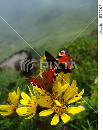 岩手山　トウゲブキに集まる孔雀蝶 636207