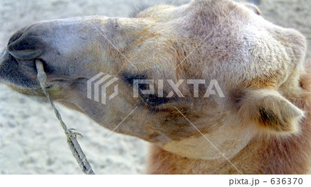 敦煌のラクダ 636370