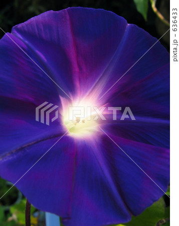 あさがお咲いた 636433