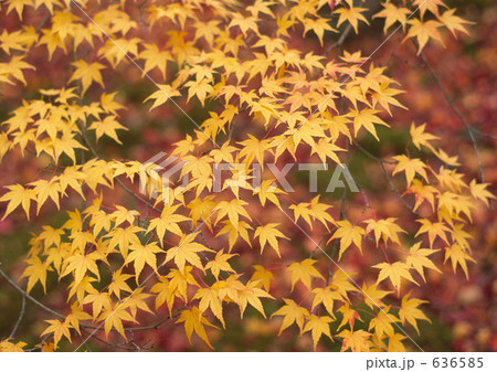 黄葉の輝き 636585