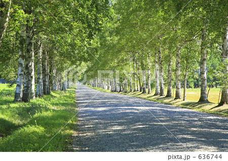 白樺並木道 白樺並木道 636744