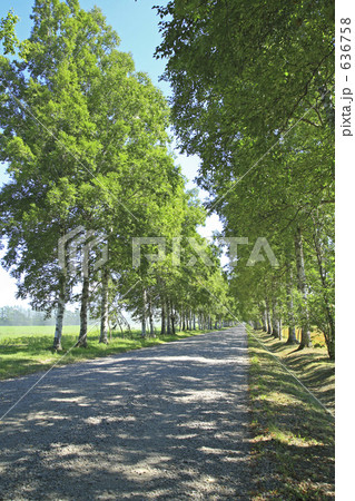 白樺並木道 636758