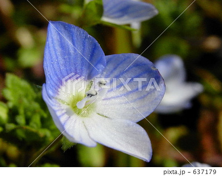 オオイヌノフグリ 637179