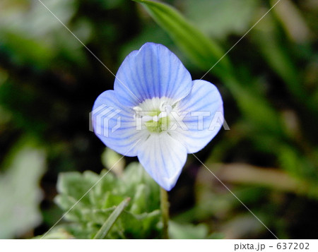 オオイヌノフグリ 637202