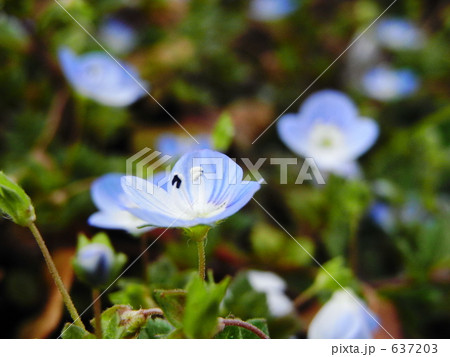オオイヌノフグリ 637203