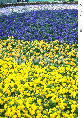 パンジー畑　 637332