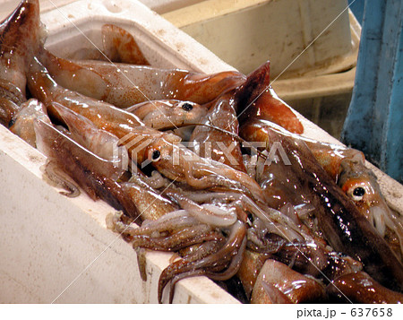 魚河岸の魚 637658