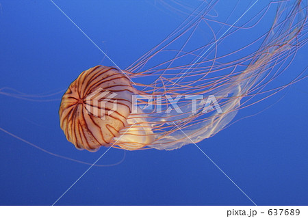 赤海月の舞の写真素材 6376