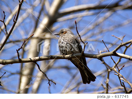 プラタナスの木とヒヨドリ 637745