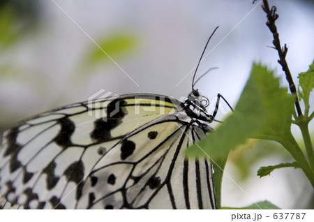 オオゴマダラ オオゴマダラ 637787