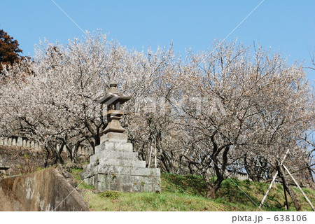 吉野梅園 一名梅ノ木天神  638106