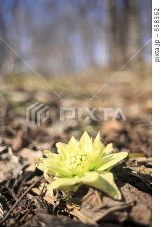 フキノトウ 638362