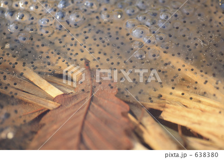 カエルのたまご 638380