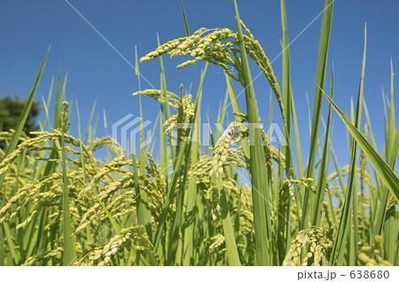 快晴の稲穂 638680