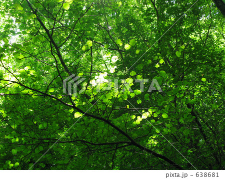 木漏れ日かがやくブナの森 638681