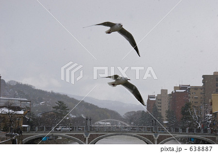 金沢散歩・ウミネコと浅野川大橋 638887