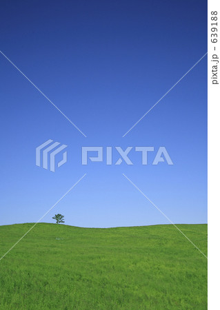 草原の一本の木 639188