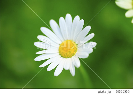 フランス菊 639206