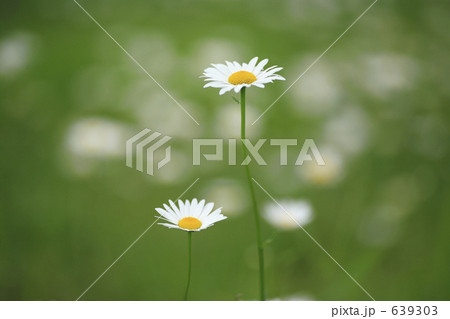 フランス菊 639303