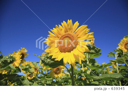 ひまわり 639345