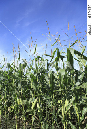 とうもろこし畑 639450