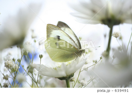 モンシロチョウ 639491