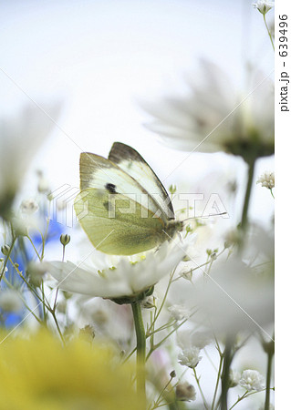 モンシロチョウ 639496