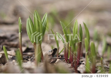 行者ニンニク 639499