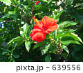 赤いハイビスカス 639556