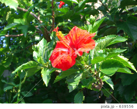 赤いハイビスカス 赤いハイビスカス 639556