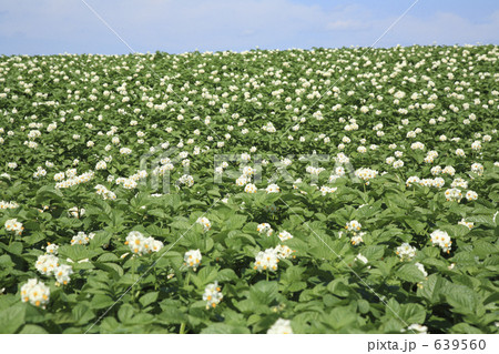 ジャガイモ畑 639560