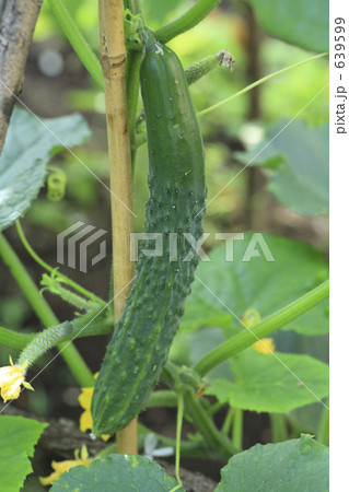 きゅうり 639599