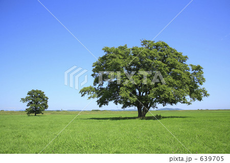 ハルニレの木 639705