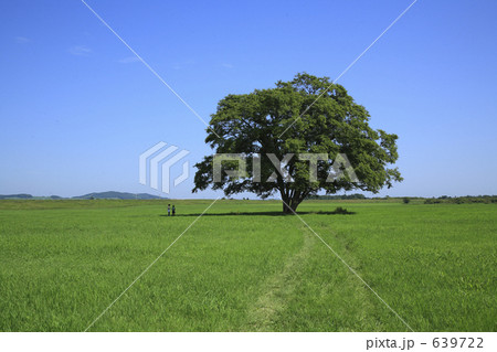 ハルニレの木 ハルニレの木 639722