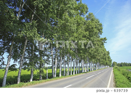 白樺並木と直線道路 639739