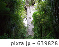 Kauri1 639828