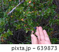 カラファテの実 639873