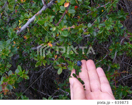 カラファテの実 639873