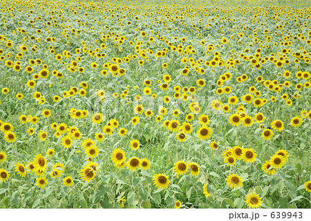 ヒマワリ畑 639943
