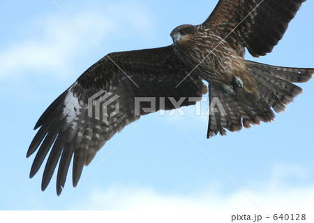 とび（トンビ） 640128