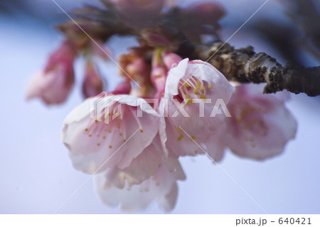 龍宝寺の椿寒桜 640421