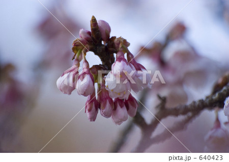 龍宝寺の椿寒桜 640423