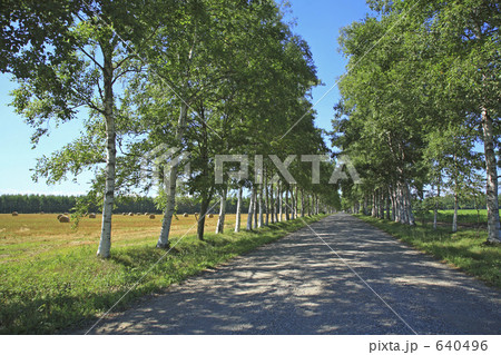 白樺並木道 640496