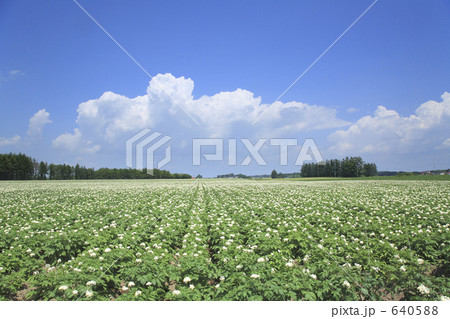 じゃがいも畑 640588